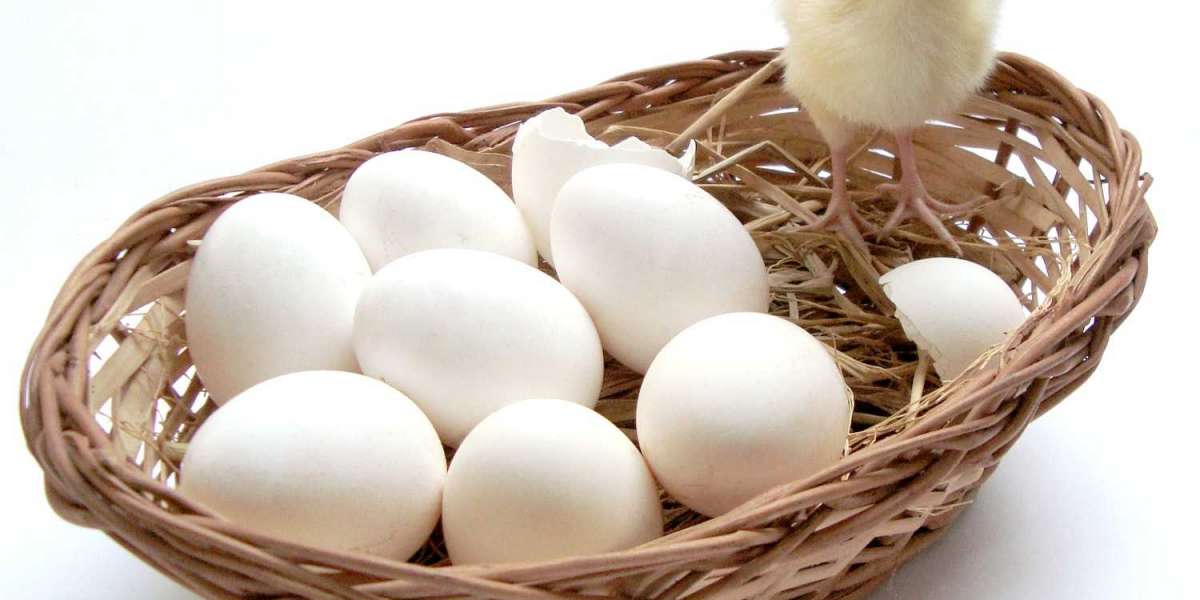 Yumurtanın Beyazı Horozun Spermi Mi? Beyazı Sperm Mi?