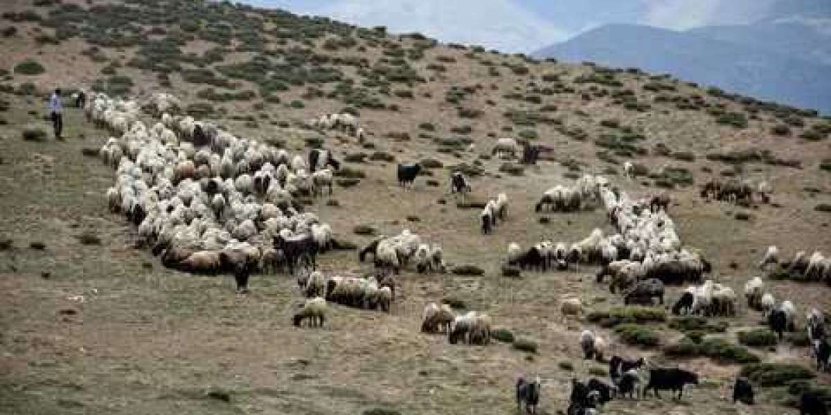 Koyun İşi Karlı mı? Koyun Yetiştiriciliği? Koyun Ticareti Nasıl Yapılır?