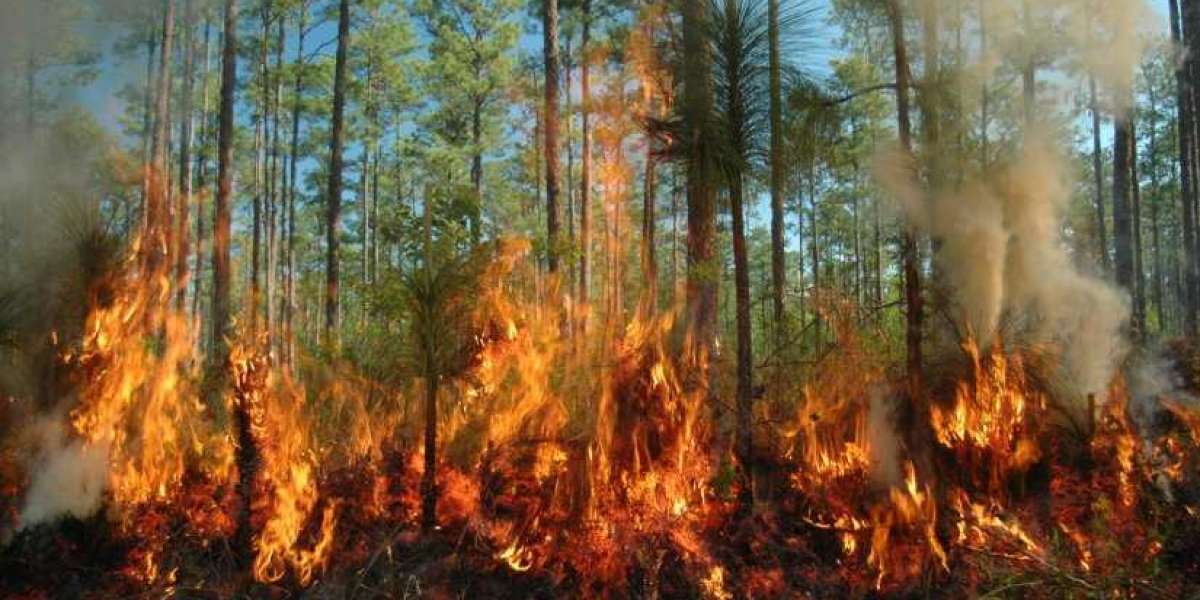 Orman Yangınlarının Sebepleri? Kuraklık Nedenleri ve Sonuçları?