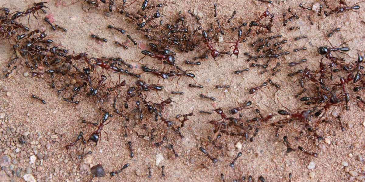 Karıncaların Hayatı Kısaca? Karıncaların Özellikleri? Karıncaların Hayatı?