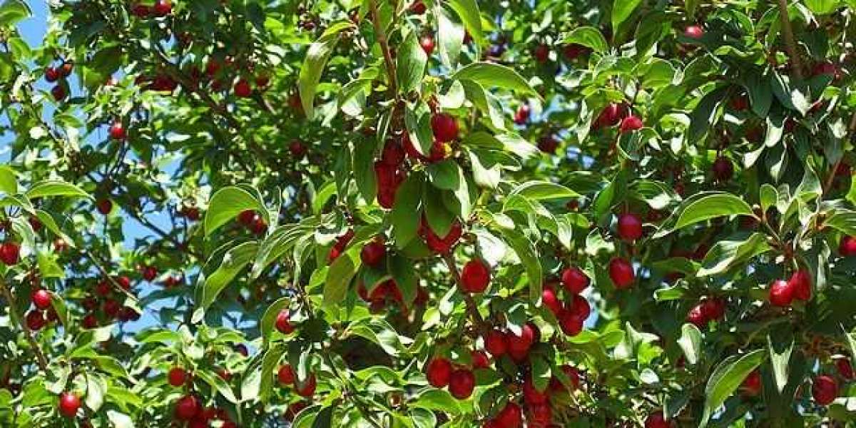 Kiraz Ağacı Kaç Yılda Meyve Verir? Kiraz Ağacı Kaç Kilo Meyve Verir?