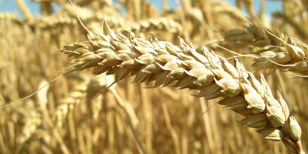 Kaç Çeşit Buğday Vardır? En Verimli Buğday Çeşitleri?
