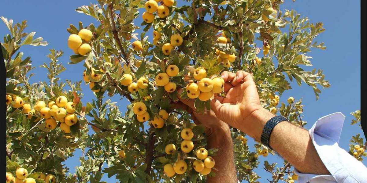 Türkiye'de Yetişen Meyve Ağaçları? Meyve Veren Ağaçlar Nelerdir?