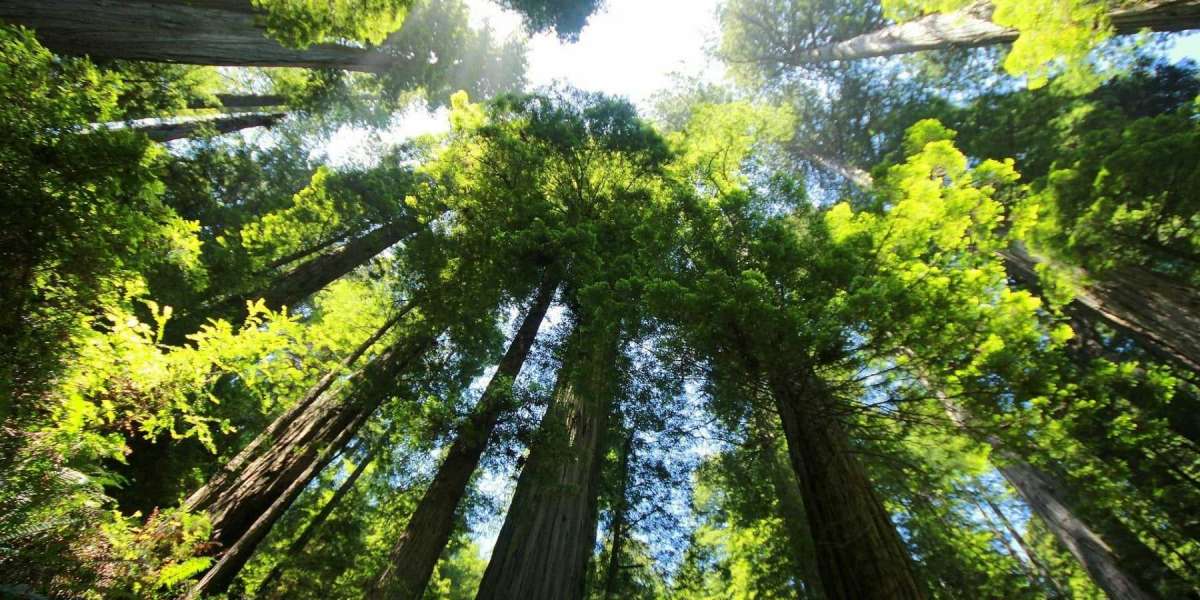 Ağaçlar Ne Kadar Oksijen Üretir? Ağaçlar Gece Oksijen Verir Mi?