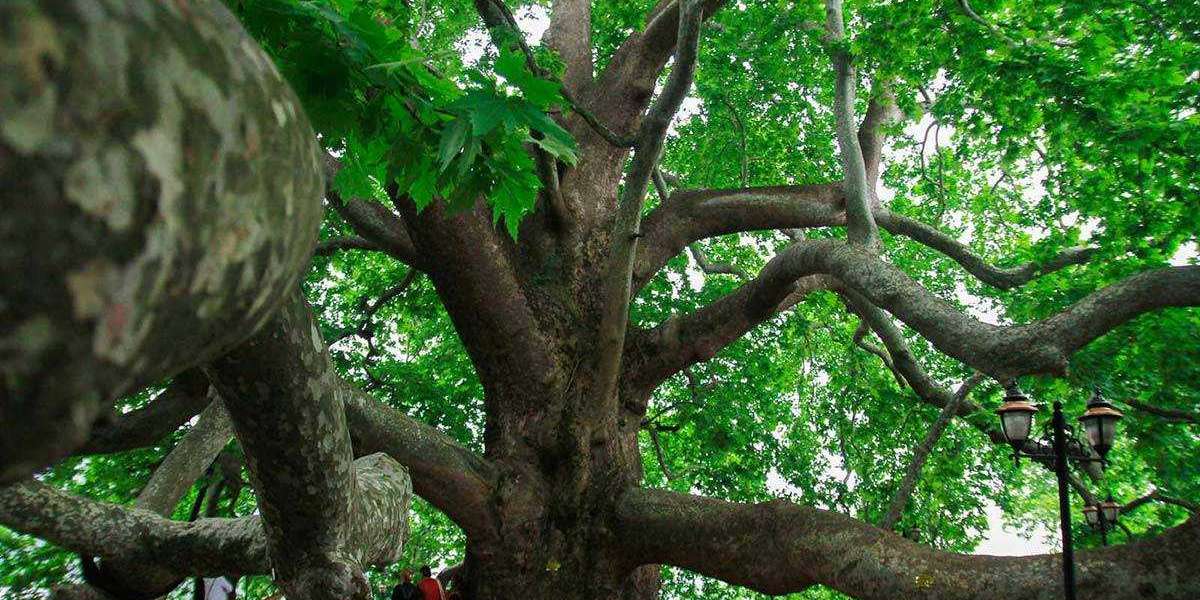 Çınar Ağacı Kaç Yılda Büyür? Çınar Ağacı 1 Yılda Ne Kadar Büyür?