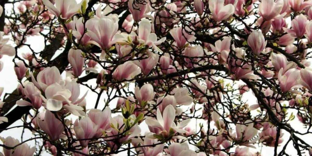 Manolya Ağacı Kaç Yılda Büyür? Manolya Ağacı Ne Zaman Çiçek Açar?