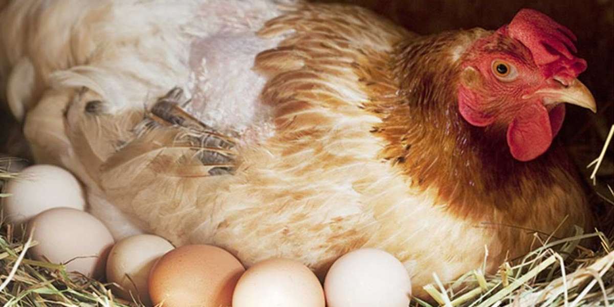 Tavuk Günde Kaç Tane Yumurtlar? Tavuk Kaç Günde Yumurtlar?