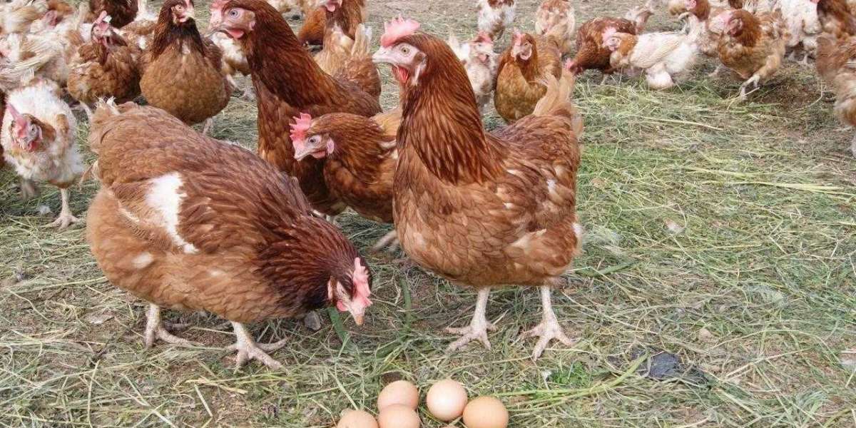 Tavuk Günde Kaç Defa Yumurtlar? Tavuk Kaç Saatte Yumurtlar?