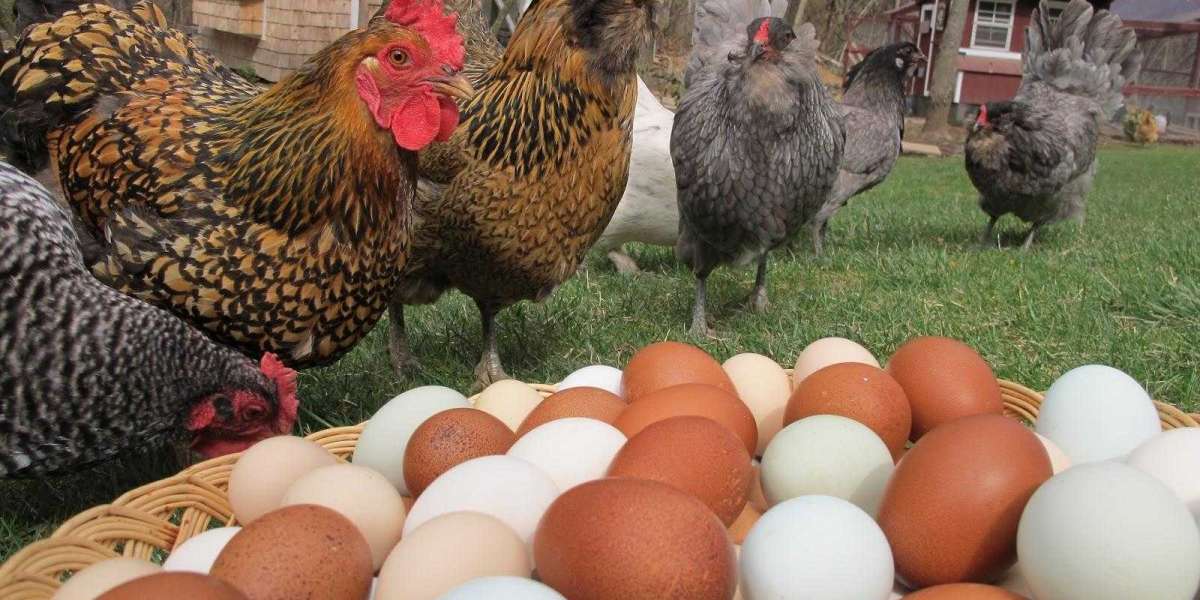 Tavuk Günde Kaç Kere Yumurtlar? Bir Tavuk Günde Kaç Kez Yumurtlar?