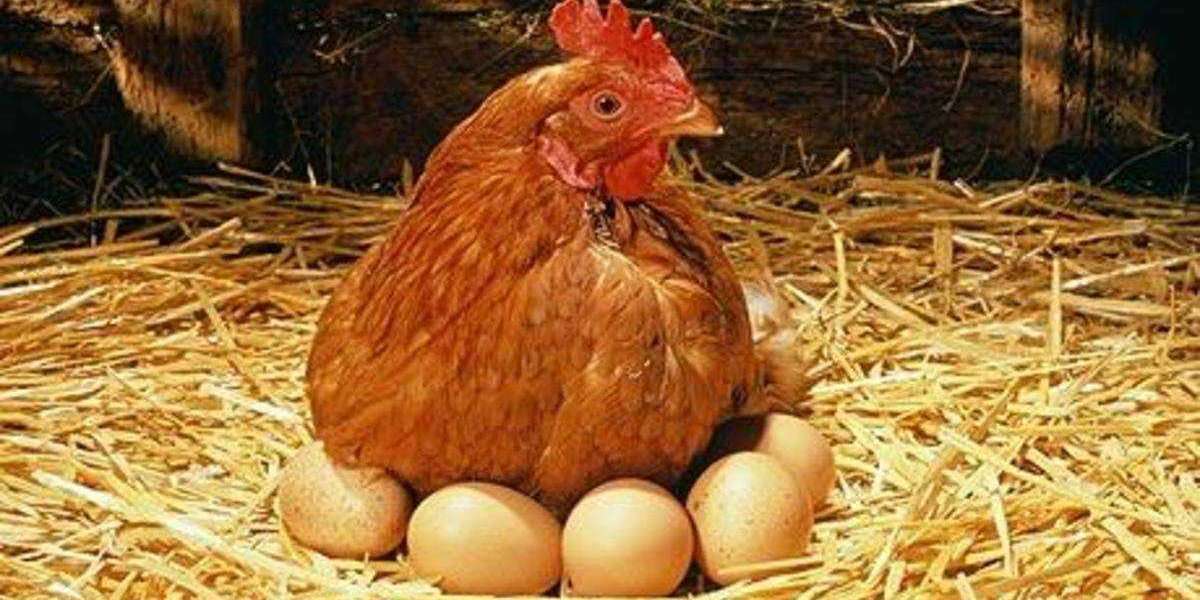 Tavuk Günde 2 Kez Yumurtlarmı? Tavuk Hergün Yumurtlarmı?