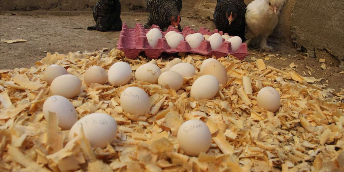 Tavuk Günde Kaç Yumurta Yumurtlar? Gezen Tavuk Günde Kaç Yumurta Yapar?