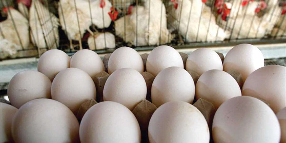 Tavuk Günde Kaç Yumurta Verir? Gezen Tavuk Günde Kaç Yumurta Yapar?