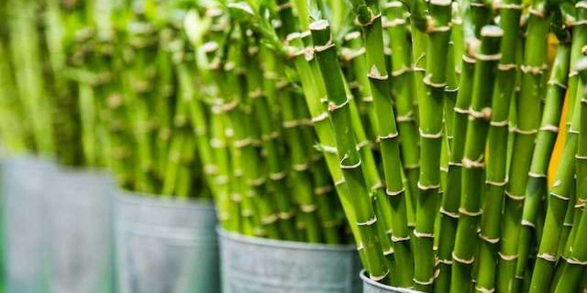 Bambu Bakımı Nasıl Olur? Bambu Yetiştirmenin Püf Noktaları?