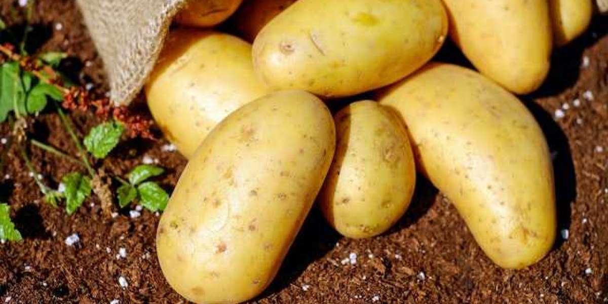 Patates Hangi Mevsim Dikilir? Kışlık Patates Ne Zaman Ekilir?