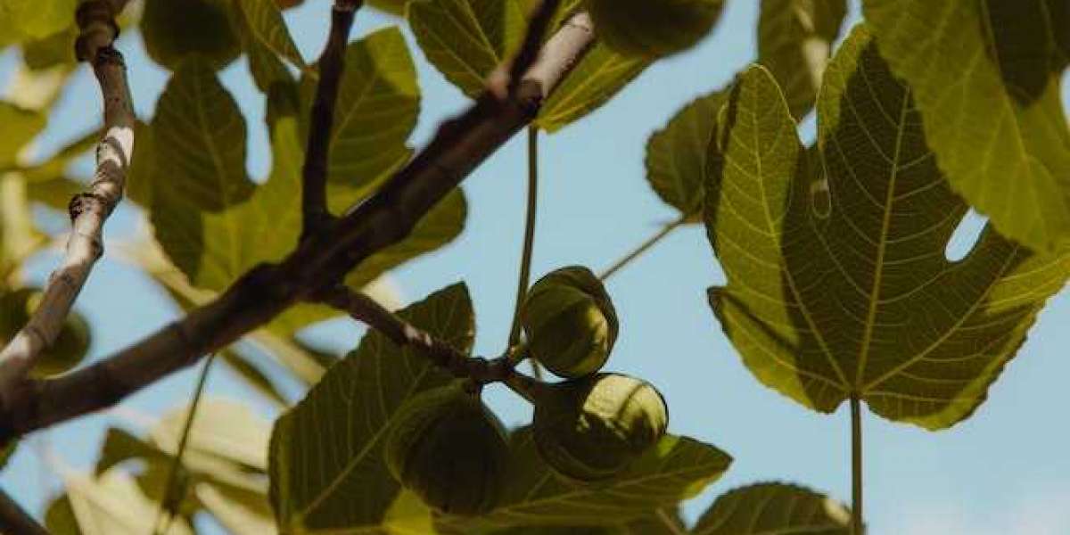 İncir Ağacı Ne Zaman Meyve Verir? Bir İncir Ağacı Kaç Kilo Meyve Verir?