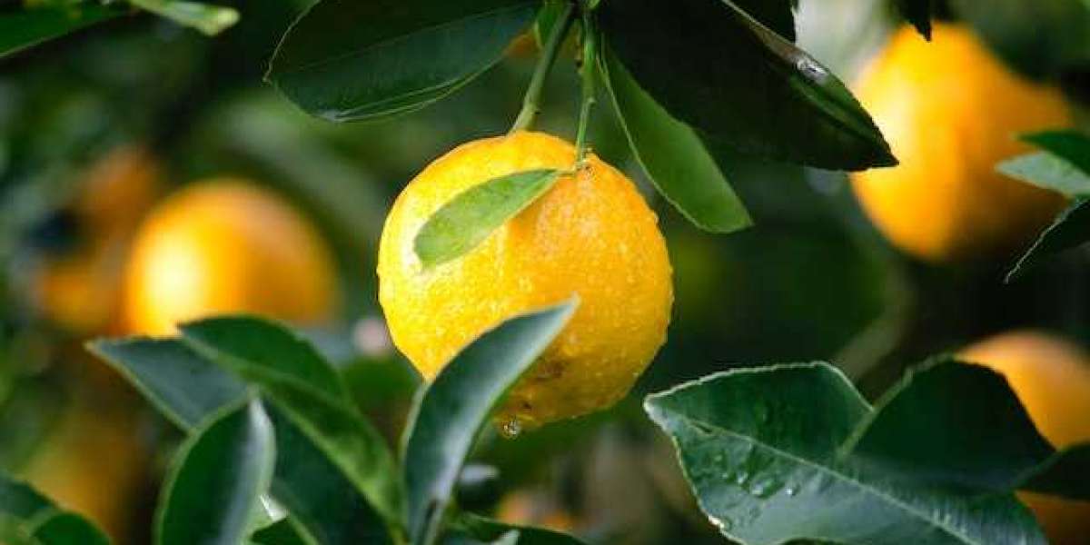 Limon Ağacı Ne Zaman Dikilir? Limon ve Portakal Ağacı Ne Zaman Dikilir?