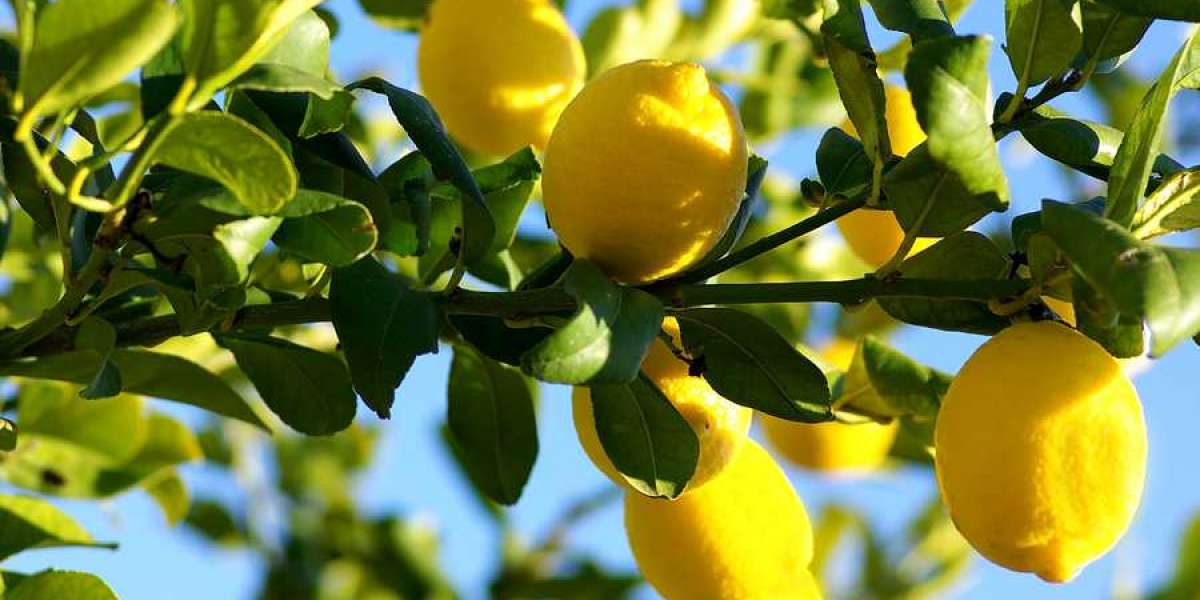 Limonun Faydaları Nelerdir Kısaca? Limon İle Ne Yapılır?
