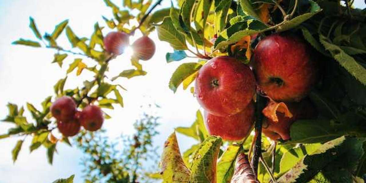 Elma Ağacı Ne Zaman Meyve Verir? Elma Ağacı Yılda Kaç Kez Meyve Verir?