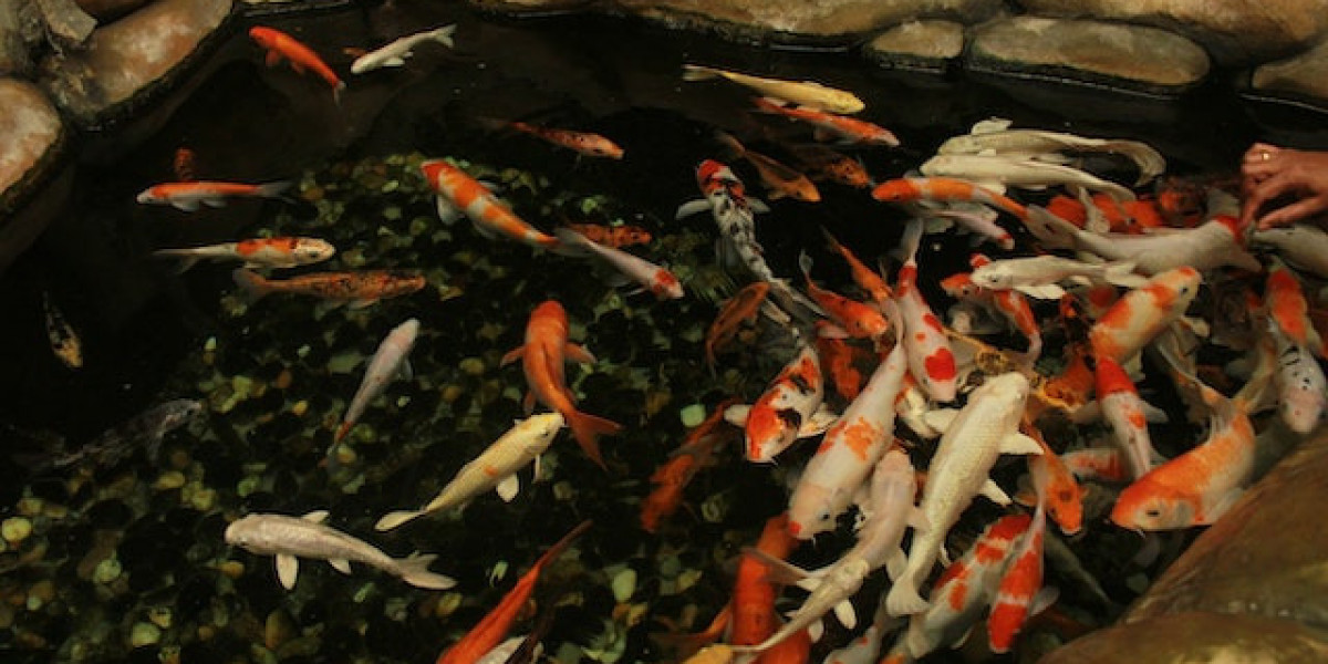 Japon Balığı Neden Ölür? Japon Balığı Nasıl Beslenmeli?