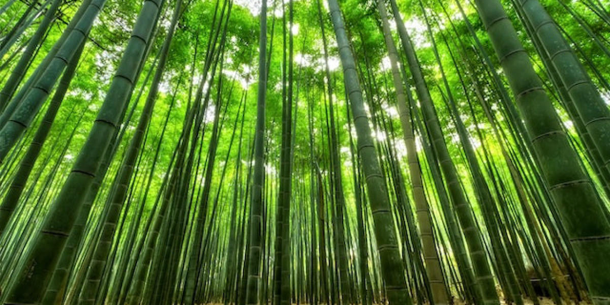 Bambu Nerede Yetişir? Bambu Ağacı Nasıl Yetiştirilir?