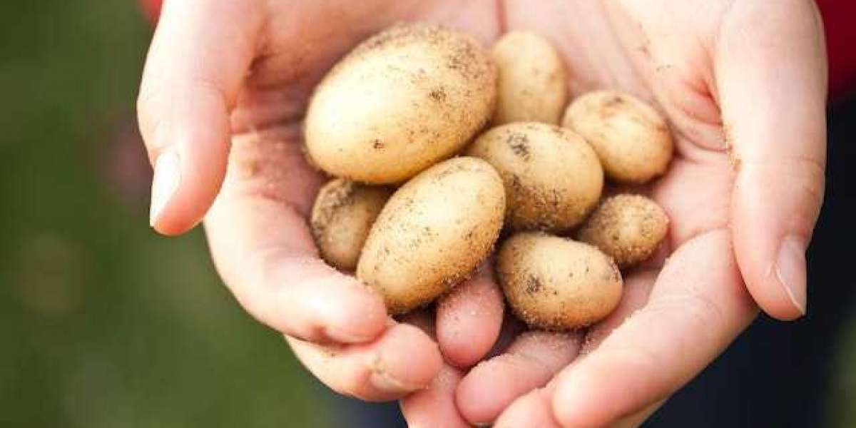 1 Kilo Patatesten Ne Kadar Patates Çıkar? 1 Kilo Patatesten Kaç Kilo Patates Çıkar?