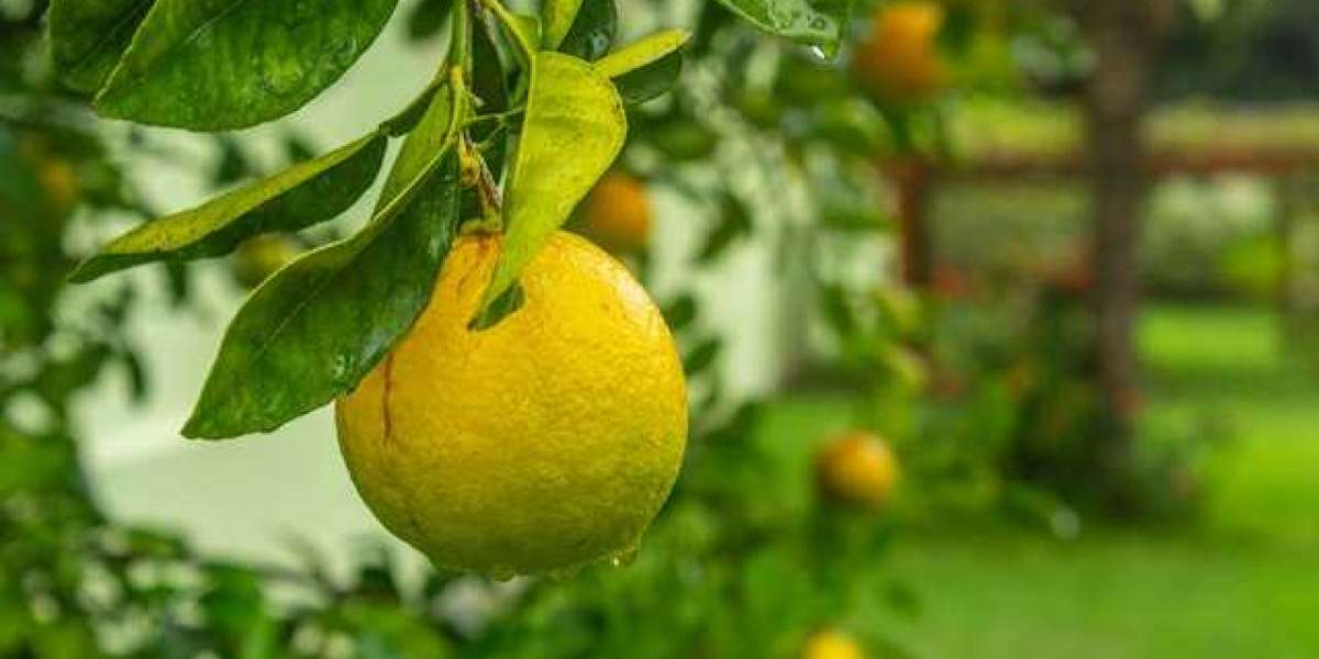 Limon Ağacı Ne Zaman İlaçlanmalıdır? Limon Ağacı İlaçlama?