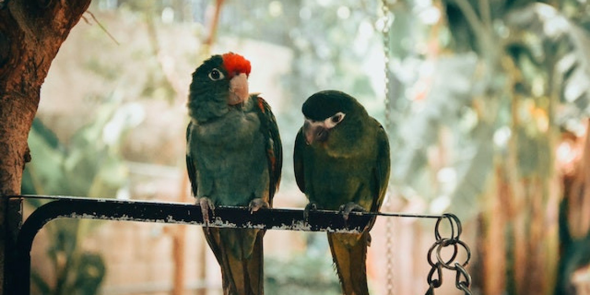 Çift Muhabbet Kuşu Nasıl Eğitilir? Yavru Muhabbet Kuşu Nasıl Eğitilir?