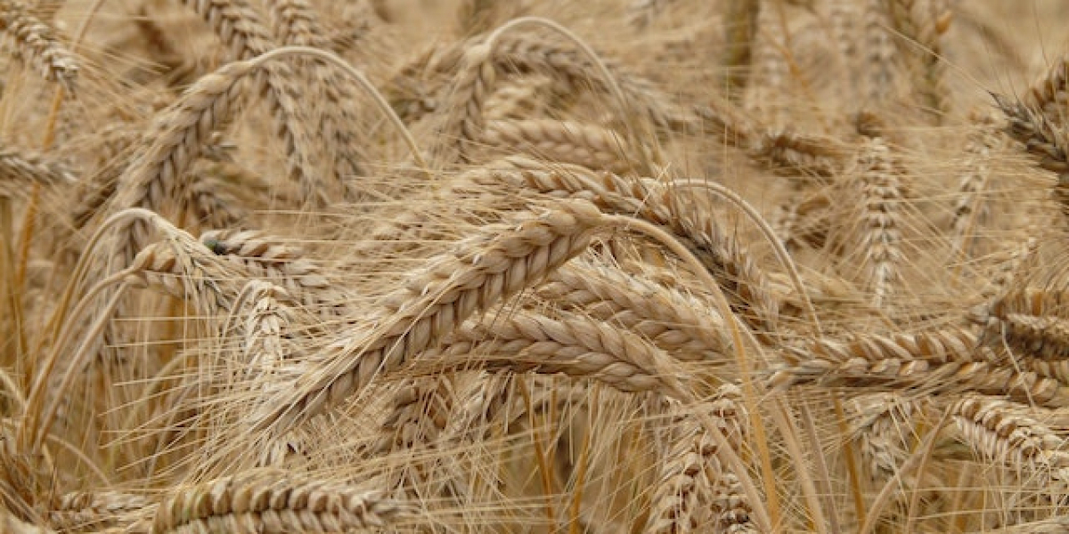 Aşurelik Buğday Kaç Dakikada Pişer? Aşurelik Buğday Islatmadan Pişer mı?