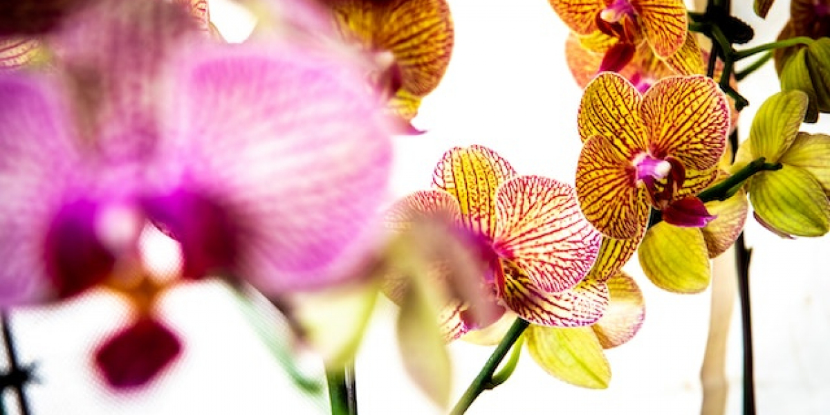 Orkide Türleri Nelerdir? Orkide Türleri ve İsimleri? Orkide Çeşitleri Nelerdir?