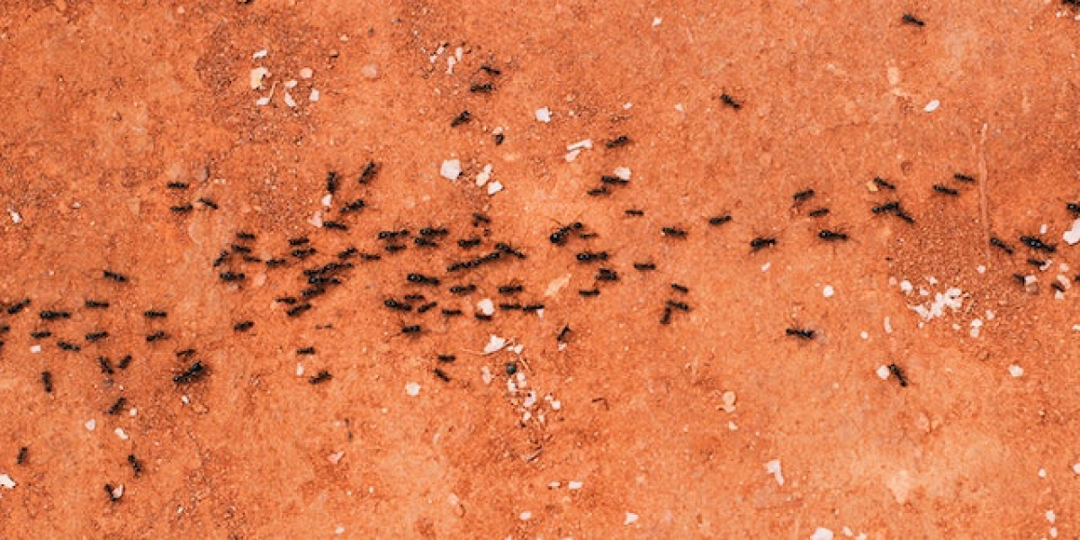 Evde Karıncalar Nasıl Yok Edilir? Evdeki Karıncalar İçin İlaç?