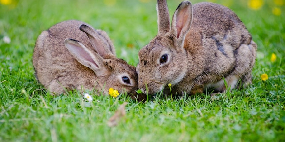 Tavşanlar Hakkında Bilgiler? Tavşanların Özellikleri?