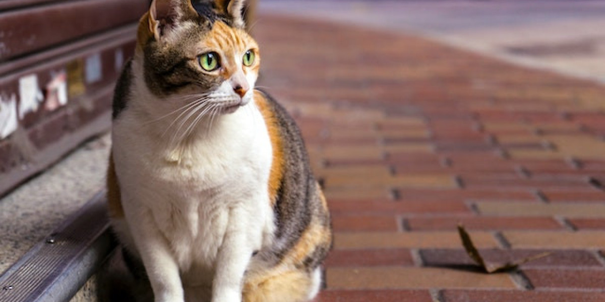 Kedilerde Fip Hastalığı Nedir? Kedilerde Islak Fip Hastalığı Nedir?