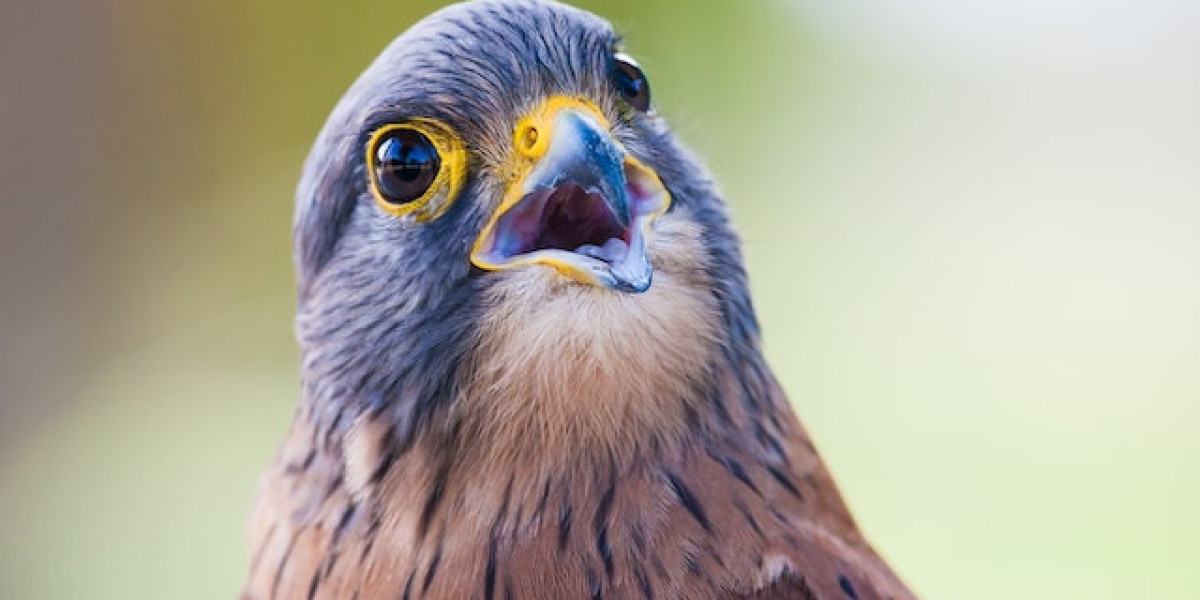 Kuş Nasıl Eğitilir? Kuş Nasıl Konuşturulur? Kuşlar Nasıl Konuşmayı Öğrenir?