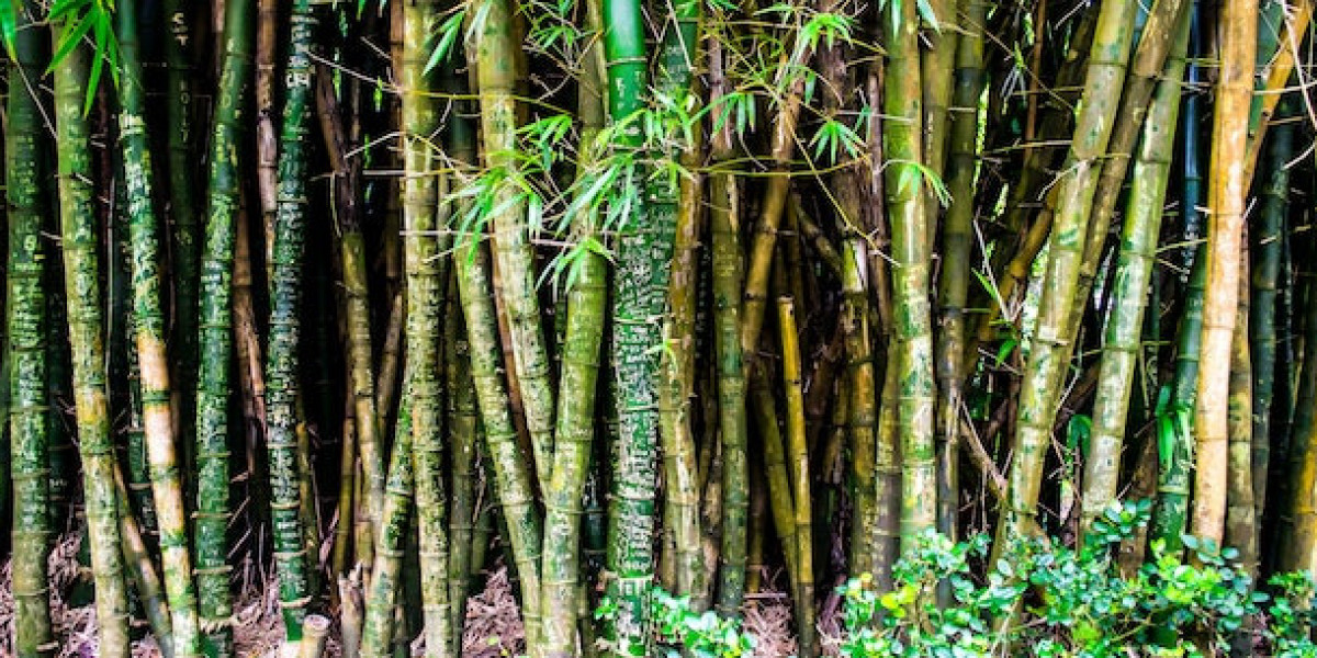 Bambu Çiçeği Nasıl Ekilir? Bambu Çiçeği Bakımı Nasıl Yapılır?