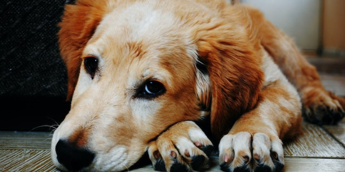 Köpeklerde Distemper Hastalığı Nedir? Köpeklerde Distemper Belirtileri?