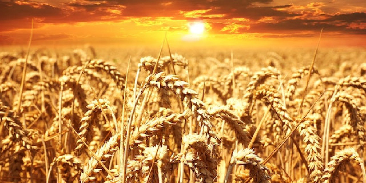 Yazlık Buğday Ekim Zamanı? Yazlık Buğday Ekimi? Mart Ayında Buğday Ekilirmi?