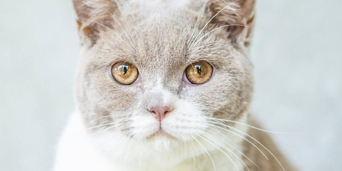 Kedilerde Bağışıklık Sistemi Hastalıkları? Kedilerde Bağışıklık Sistemi Düşüklüğü Belirtileri?