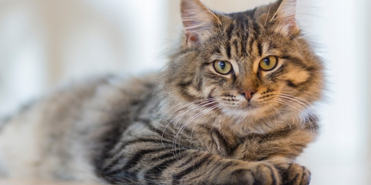 Kedi Memesi Hastalığı? Kedi Memesi Şişmesi Nasıl Geçer?