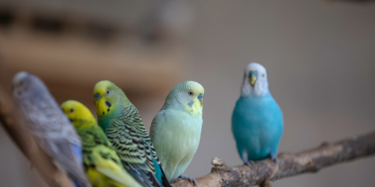 Muhabbet Kuşu Bakımı Nasıl Olmalı? Muhabbet Kuşu Bakımı ve Beslenmesi?