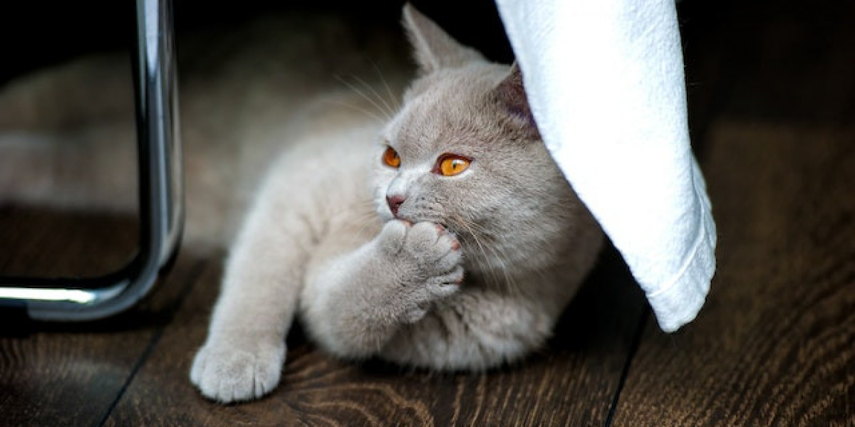 Fip Kedi Hastalığı Nedir? Fip Kedi Hastalığı Belirtileri?