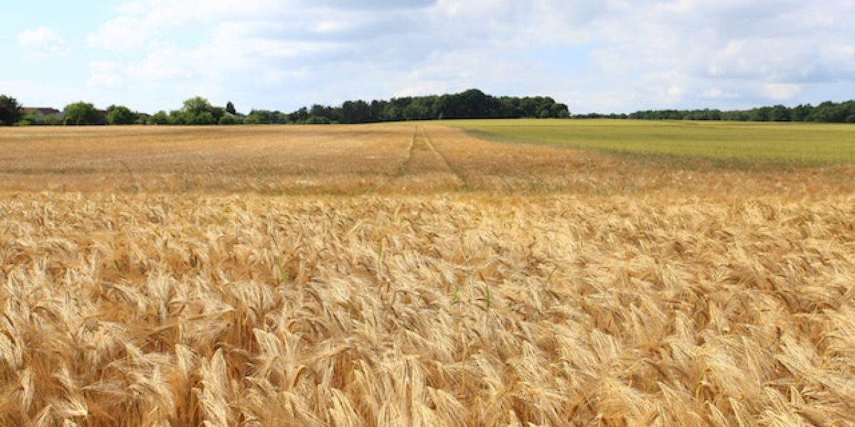 Buğday Nasıl Sulanır? Buğday Sulama Dönemleri? Buğday Nasıl Yetiştirilir Kısaca Özeti?