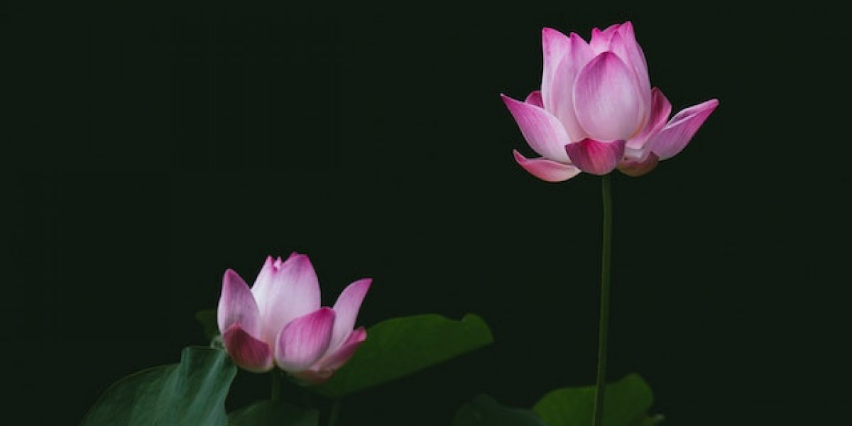 Lotus Çiçeği Nasıl Dikilir? Lotus Çiçeği Tohumu Nasıl Ekilir?