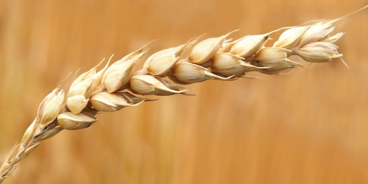 Kışlık Buğday Ne Zaman Ekilir? Tarlaya Buğday Nasıl Ekilir?