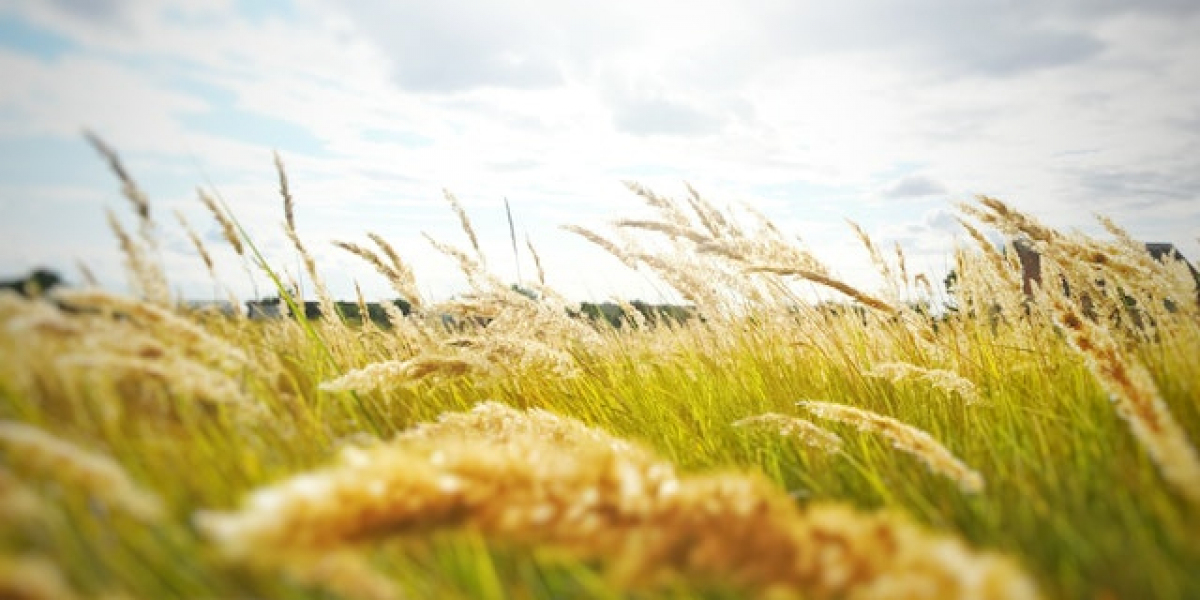 Buğday Kaç Saat Sulanır? Buğday Ne Kadar Su İster?