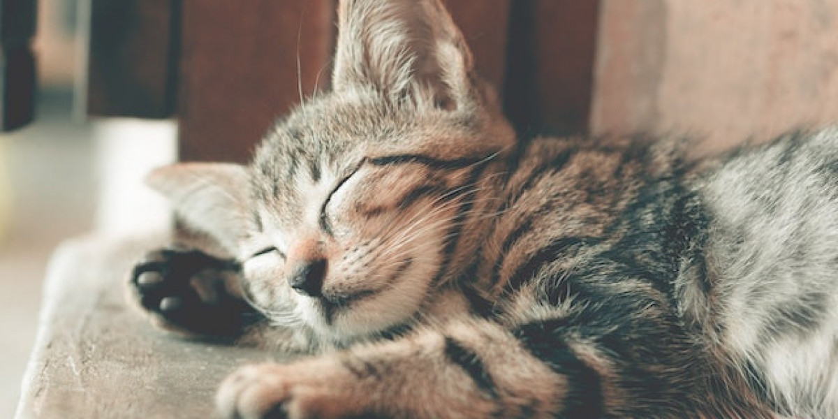 Kedilerde Uyuz Hastalığı Belirtileri? Kedilerde Uyuz Tedavisi?