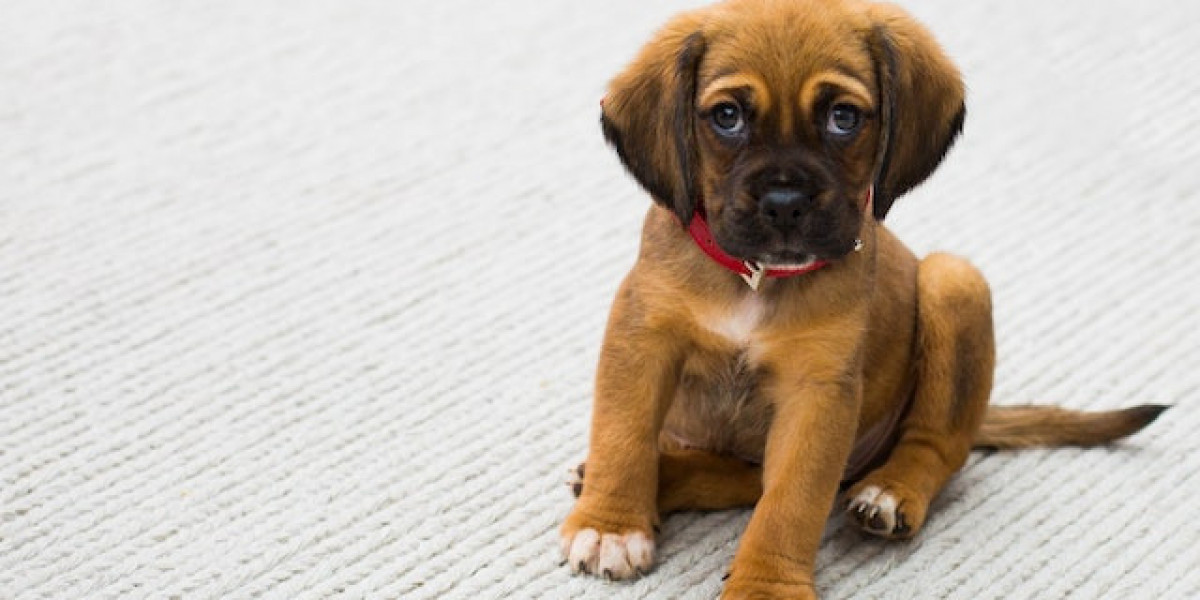 Köpeklerde Mantar Hastalığı Neden Olur? Köpekte Mantar Belirtileri?