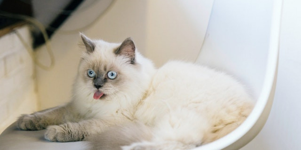Kedi Gözü Hastalıkları Tedavisi? Yavru Kedilerde Göz Çevresi Kızarıklığı Nasıl Geçer?