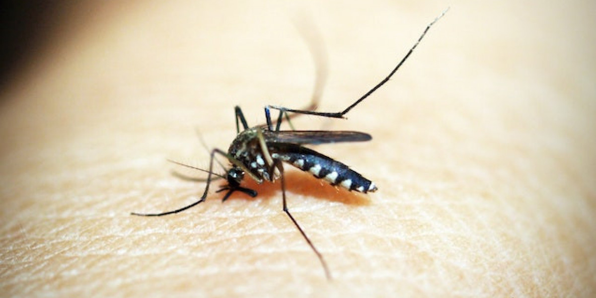 Sivri sinek Isırığı Nedir? Sivrisineklerden Nasıl Korunabiliriz? Sivrisinek Hastalık Taşır Mı?