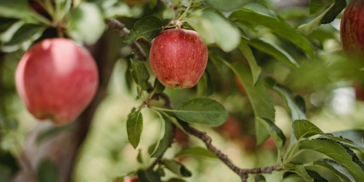 Elma Reçeli Nasıl Yapılır Malzemeleri? Elma Reçeli Yapmanın Püf Noktaları?