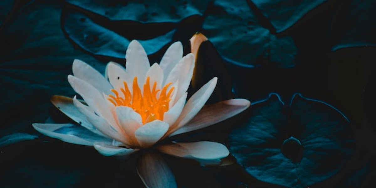 Lotus Çiçeği Nasıl Ekilir? Lotus Çiçeği Tohumu Nasıl Ekilir?